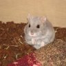 WinnieMaus